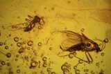 Detailed Fossil Fly (Diptera) In Baltic Amber #87236-3